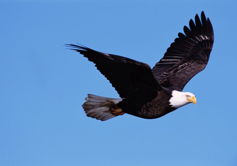 Bald Eagles Are Thriving. Could Trump Change That?