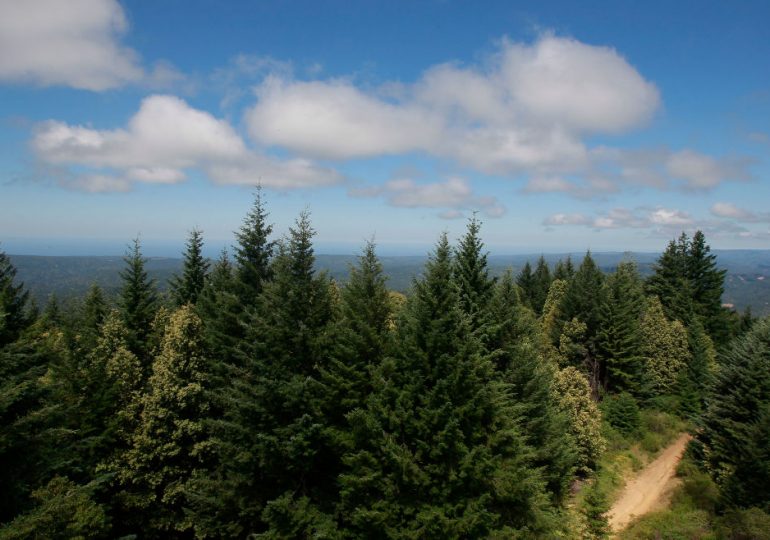 Can the U.S. Timber Industry and Forest Carbon Credit Programs Coexist? 
