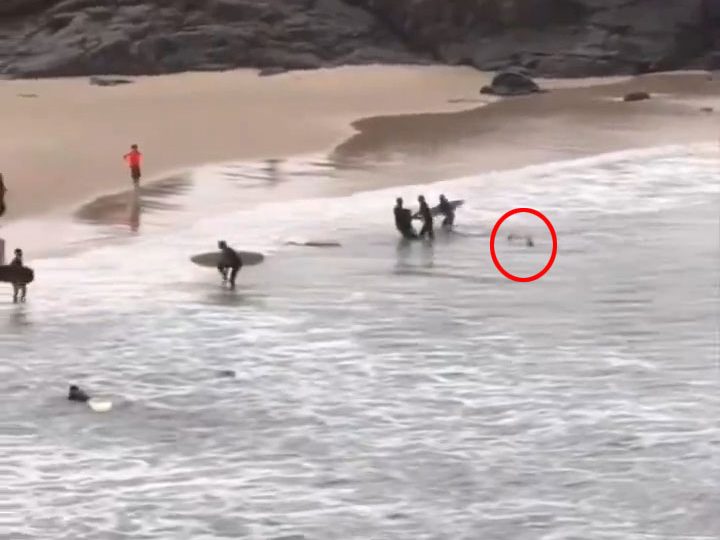 Chilling vid shows shark chase boy, 16, as he was hauled out of water with ‘arm left hanging off by sinew’ after attack