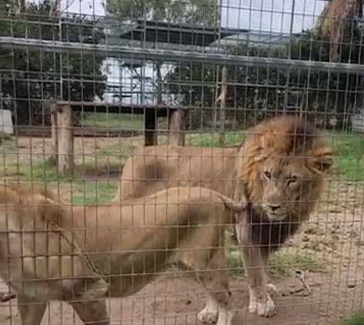 Horror as woman loses ARM after being mauled by lion in attack at zoo while she was ‘watching keepers work’