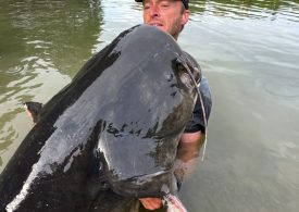 Angler reels MONSTER 9ft catfish from Czech river in epic 50-minute battle