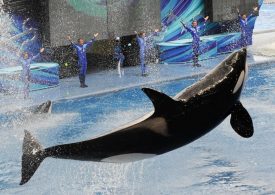 Was SeaWorld trainer Jessica Radcliffe killed by savage orca Keiko? The truth about bloody viral video