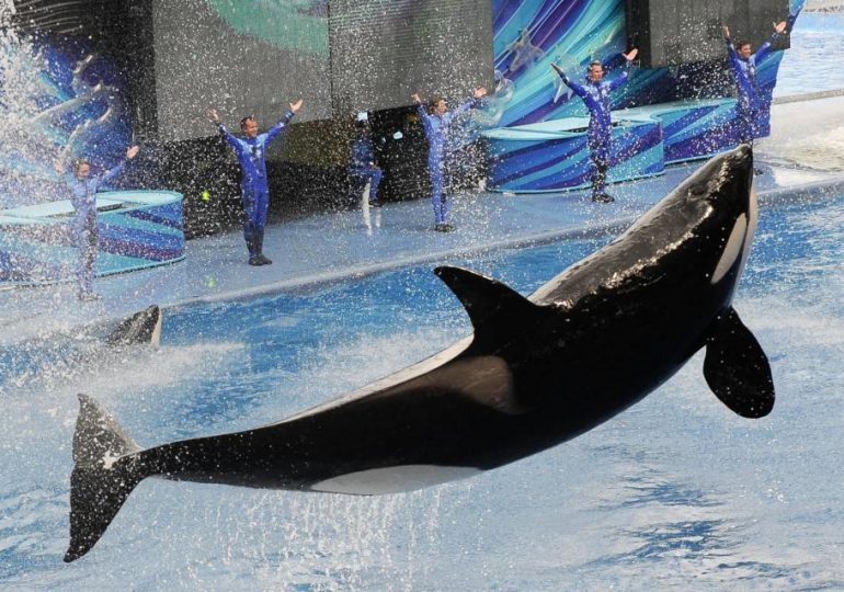 Was SeaWorld trainer Jessica Radcliffe killed by savage orca Keiko? The truth about bloody viral video