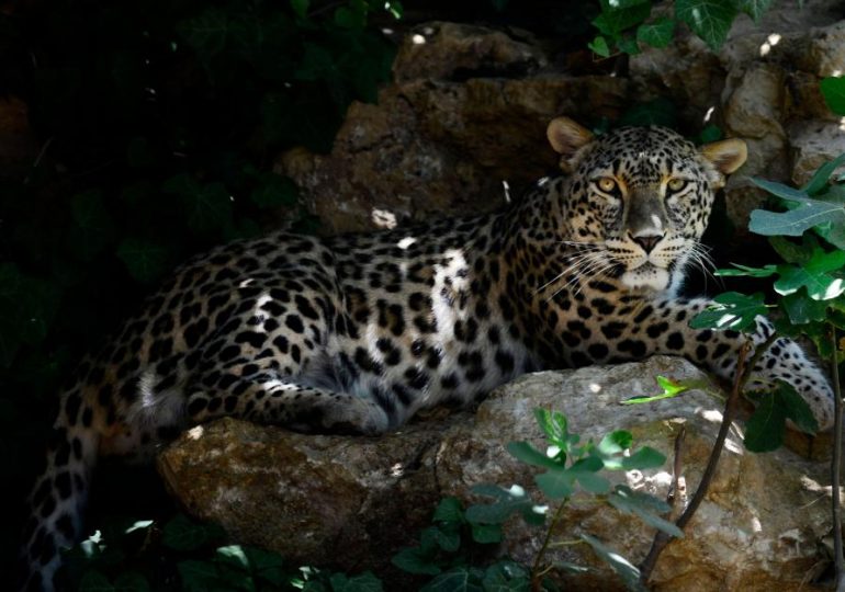 Zoo worker critical after being mauled in the neck by a leopard in horror attack at Jerusalem Biblical Zoo