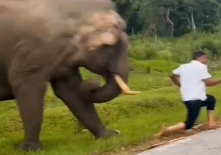 Moment bungling tourist is chased & trampled by elephant after trying to take a selfie… and landed with £200 fine