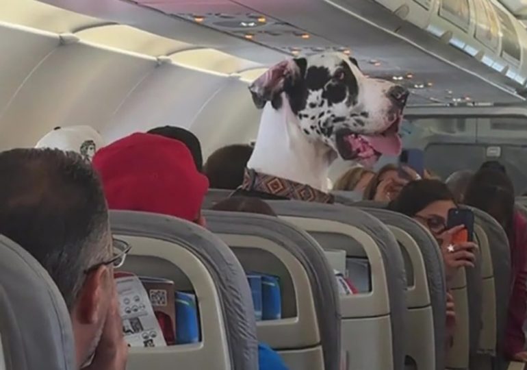 Huge Great Dane stuns plane passengers by sitting upright on his own seat to take in view before choosing to nap