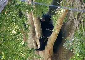 Florida Approves First Black Bear Hunt in a Decade, Despite Protests