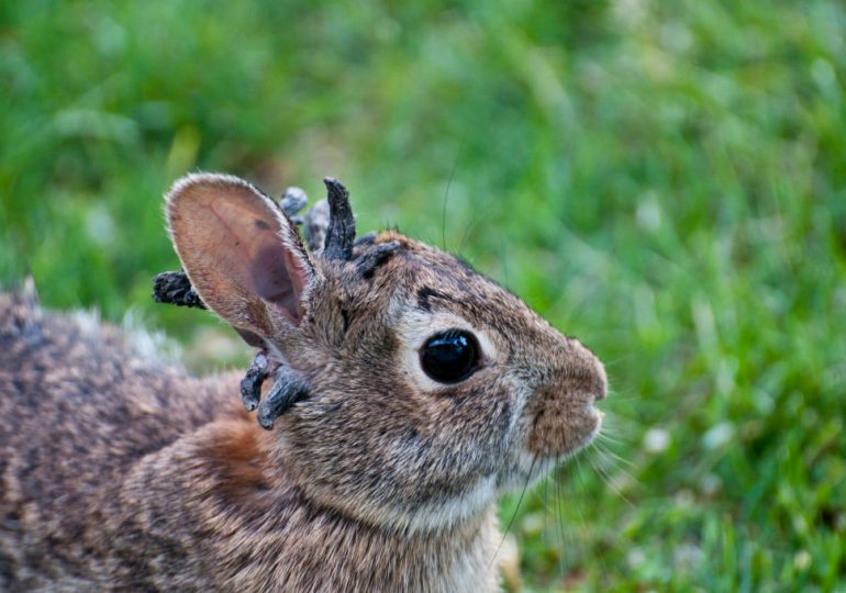 What to Know About the Horned ‘Zombie’ Rabbits Hopping Around Colorado
