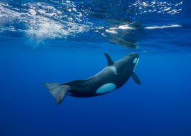 Killer whales caught ramming boats in TWO attacks off Spain just minutes apart sparking frantic rescue mission