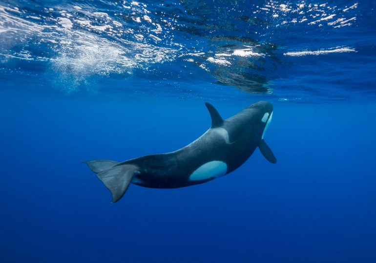 Killer whales caught ramming boats in TWO attacks off Spain just minutes apart sparking frantic rescue mission