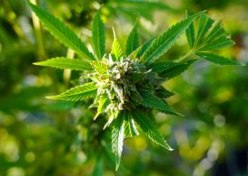 Is the Trump Administration Considering Softening Laws on Cannabis?