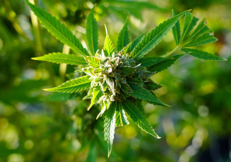 Is the Trump Administration Considering Softening Laws on Cannabis?