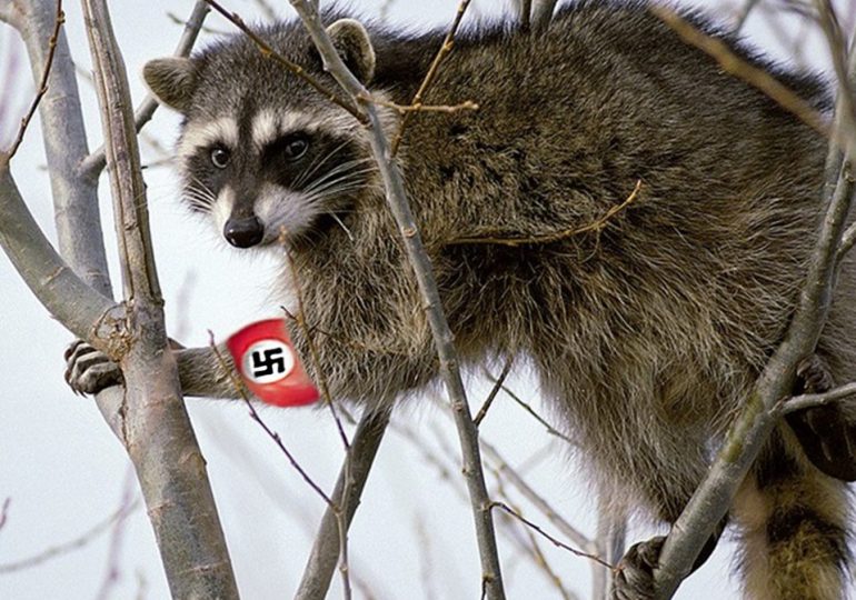 Meet the army of 30,000 ‘Nazi’ raccoons rampaging across Germany… and why EU red tape means pests CAN’T be stopped