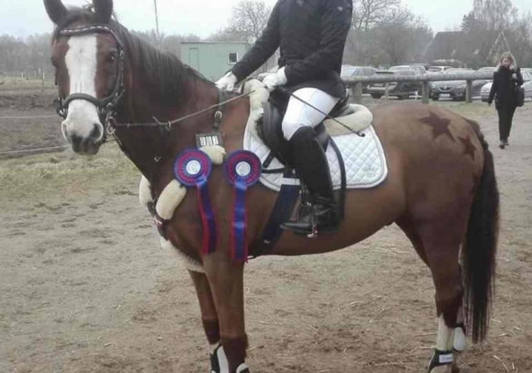 I gave zoo my daughter’s beloved pony Chicago so he could be fed to the lions – I don’t see what all the fuss is about