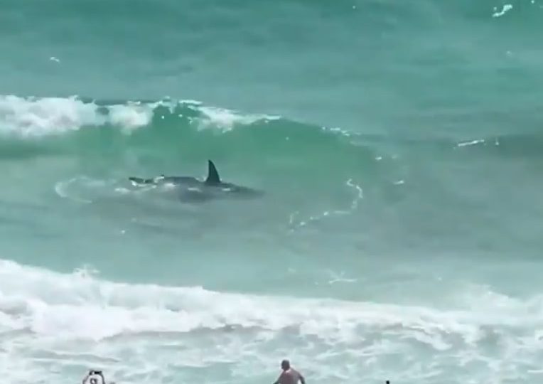 Incredible moment shark battles stingray as shocked beachgoers watch on from the shore