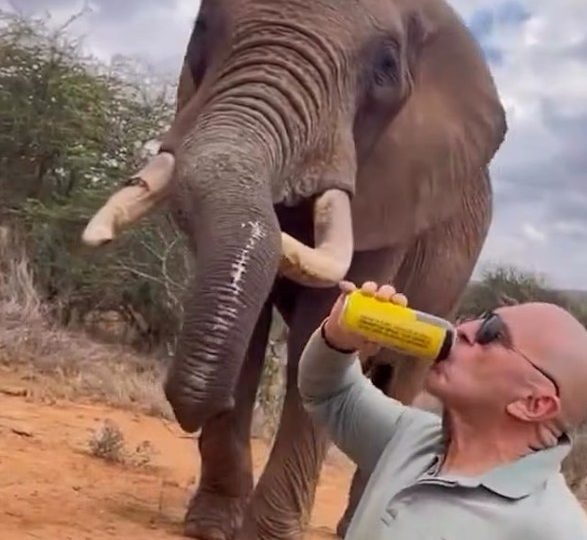 Shocking moment idiot tourist feeds an elephant BEER during safari sparking outrage