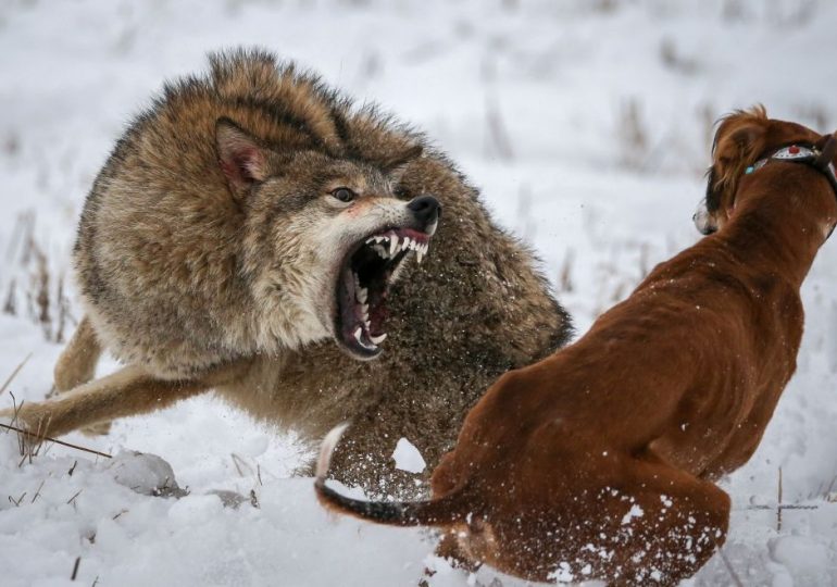 Chilling wolf map shows ferocious beasts prowl Brit holiday hotspots after boy, 6, snatched from mum by infamous ‘Bram’