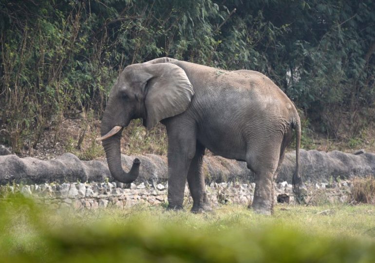 World’s loneliest elephant Shankar dies after 13yrs spent totally alone following death of only friend and bullying hell