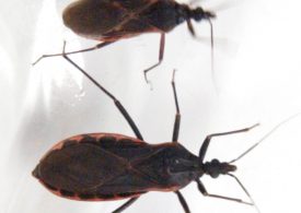 The Deadly ‘Kissing Bug’ Disease Has Quietly Spread Across the U.S. What Is It?