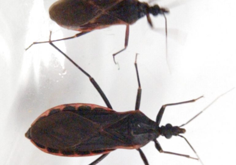 The Deadly ‘Kissing Bug’ Disease Has Quietly Spread Across the U.S. What Is It?