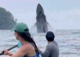 Stunning moment whale and calf jump out of water next to awed kayakers