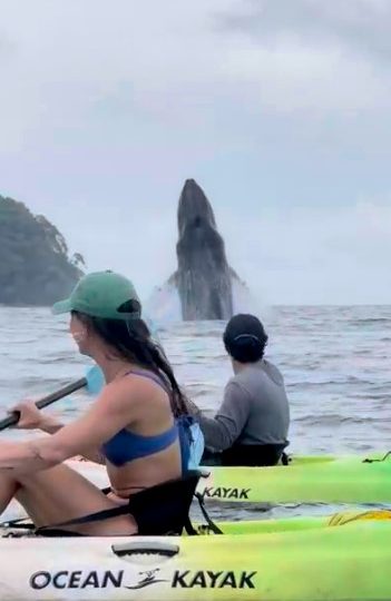 Stunning moment whale and calf jump out of water next to awed kayakers