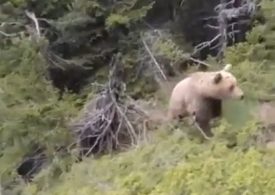 Chilling final vid of climber moments before he was attacked by brown bear causing him to fall into ravine