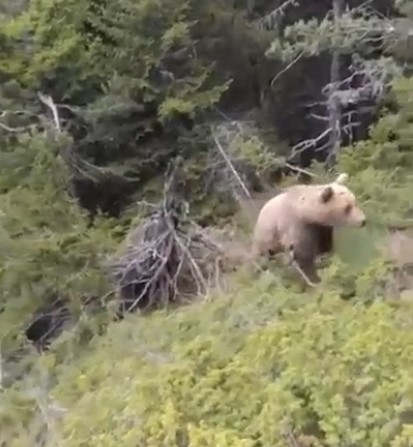Chilling final vid of climber moments before he was attacked by brown bear causing him to fall into ravine