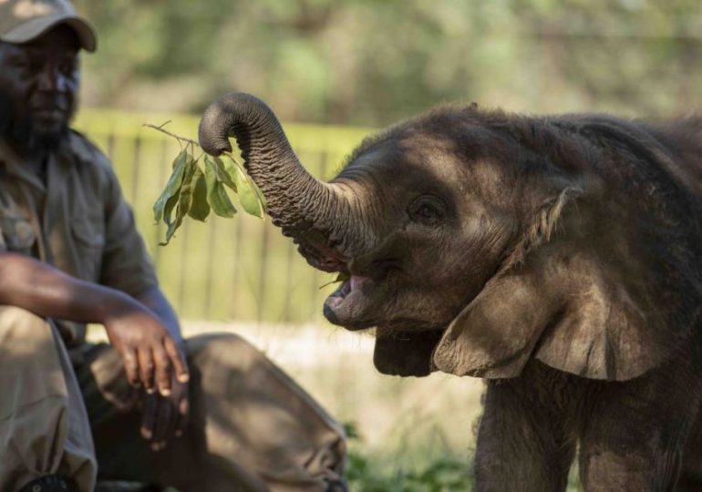 Elephant carer gored to death by beast he raised from calf – just days after making a vid to celebrate her 19th birthday