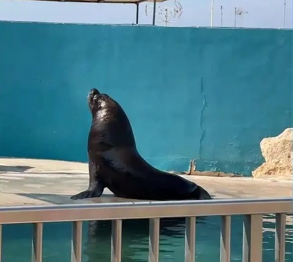 Tragic vid reveals lonely life of sea lion Junior circling cramped marine park tank after cancer death of only companion