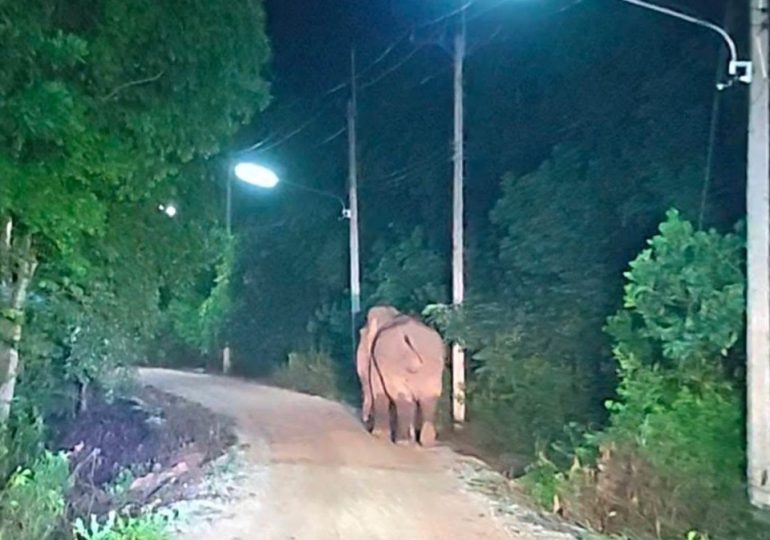 Elephant brutally tramples grandfather to death after he caught it stealing bananas from his garden