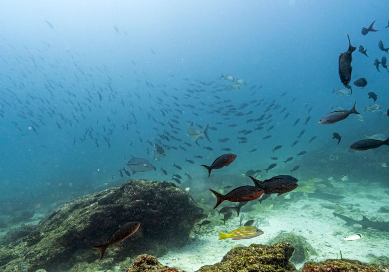 Why the High Seas Treaty Matters