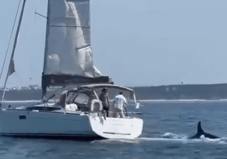 Orcas lay in wait for DAYS before sinking pleasure yacht off Portugal as crew’s panicked SOS calls to shore are revealed