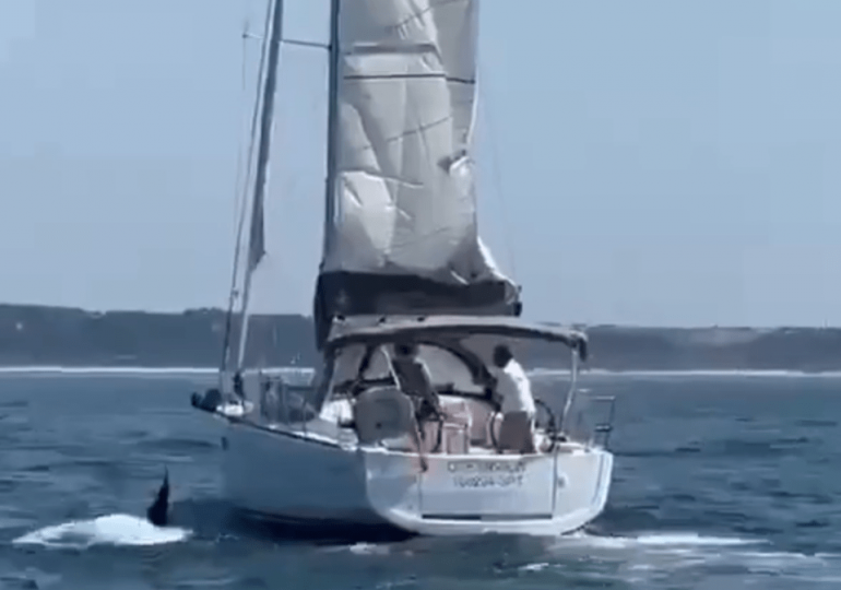 Terrifying moment orca SINKS tourist yacht off Brit holiday hotspot Portugal in latest killer whale attack