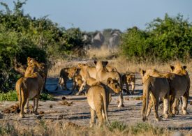Two rally drivers escape lions after Land Rover gets stuck in mud in Africa