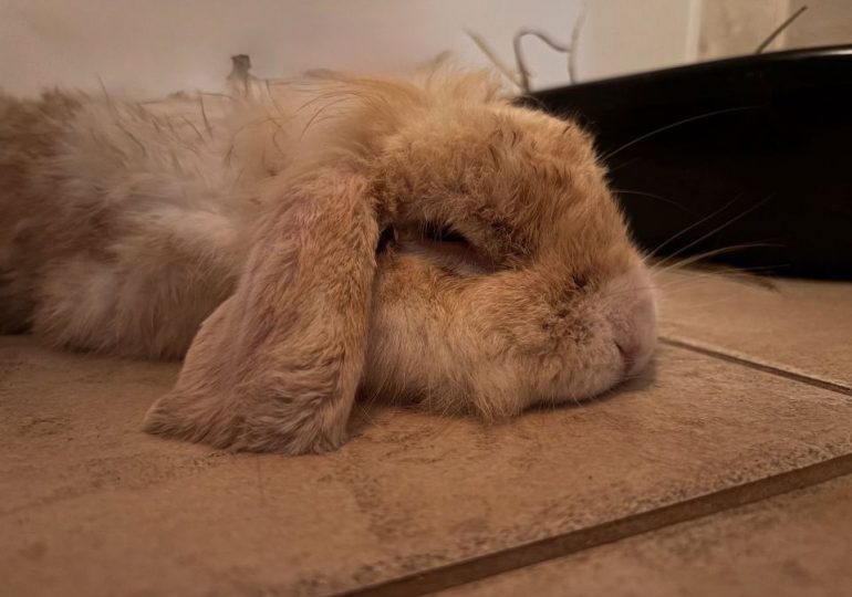 Animal rescue workers shocked when brown rabbit turns out to be stained white pet who lived with chain smoker