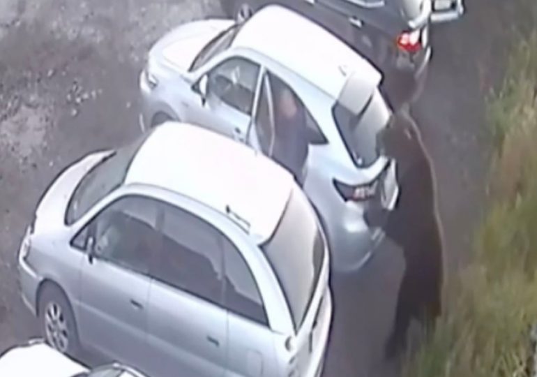 Bear goes on rampage through town killing woman & mauling boy, 12, while man has lucky escape as he locks himself in car