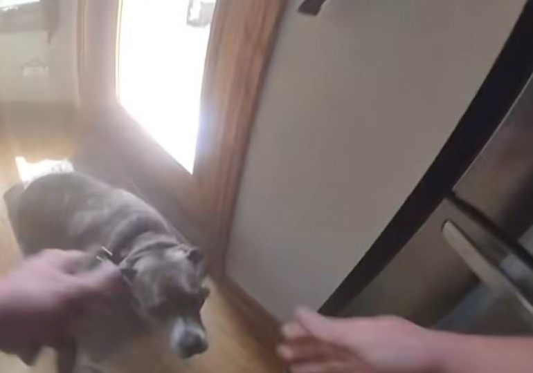 Heart-warming moment quick-thinking dog being rescued from blaze takes cop to his leash before leaving house