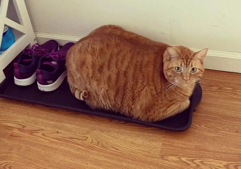 Massive ‘real life Garfield’ fat cat named Bug dubbed ‘world’s chonkiest cat’ after being rescued from overfeeding