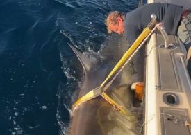 Biggest great white shark ever is caught by scientists – known as ‘Contender’ – 14ft beast is 30 years old