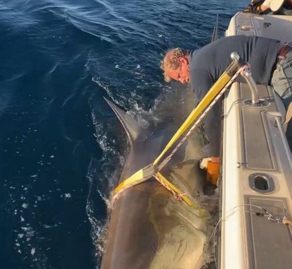 Biggest great white shark ever is caught by scientists – known as ‘Contender’ – 14ft beast is 30 years old