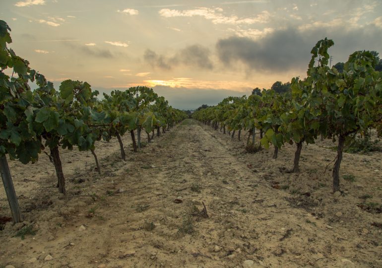 What Wine Can Teach Us About Climate Change