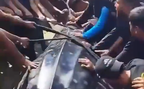 Shock moment starving Gazans haul whale shark out of the sea & ‘butcher it for food’ as aid trickles in after ceasefire