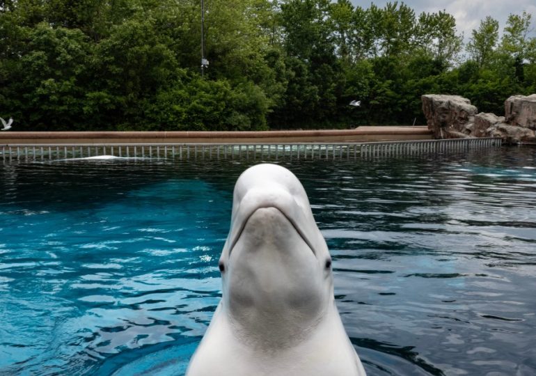 Water park where 30 whales face being KILLED saw deaths of 18 belugas in just 5 years & housed ‘world’s loneliest orca’