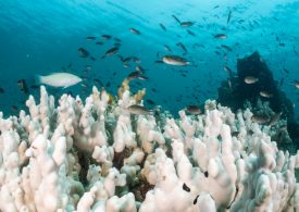 The World’s First Climate Tipping Point Has Been Crossed, Scientists Say