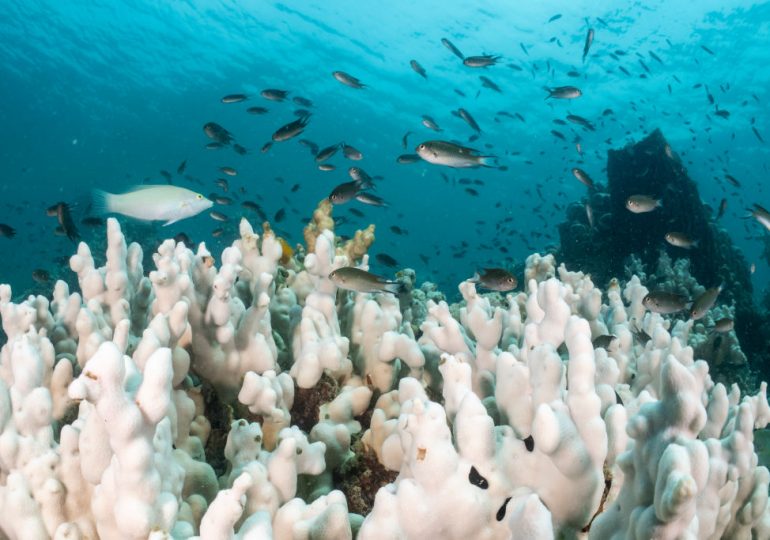 The World’s First Climate Tipping Point Has Been Crossed, Scientists Say