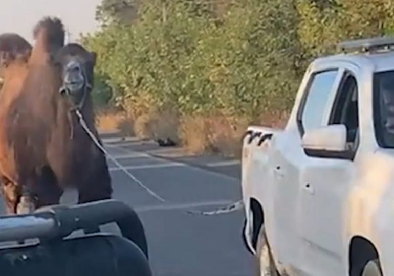 Shocking moment Ukraine rescues Putin’s WAR CAMEL used by desperate Russians in failing invasion