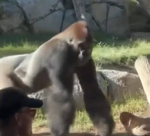 Terrifying moment massive gorilla smashes glass wall of zoo enclosure after charging at screaming onlookers