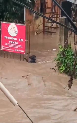 Heartbreaking moment brave dog clings to fence as horror floods in Mexico leave 28 dead with entire homes swept away
