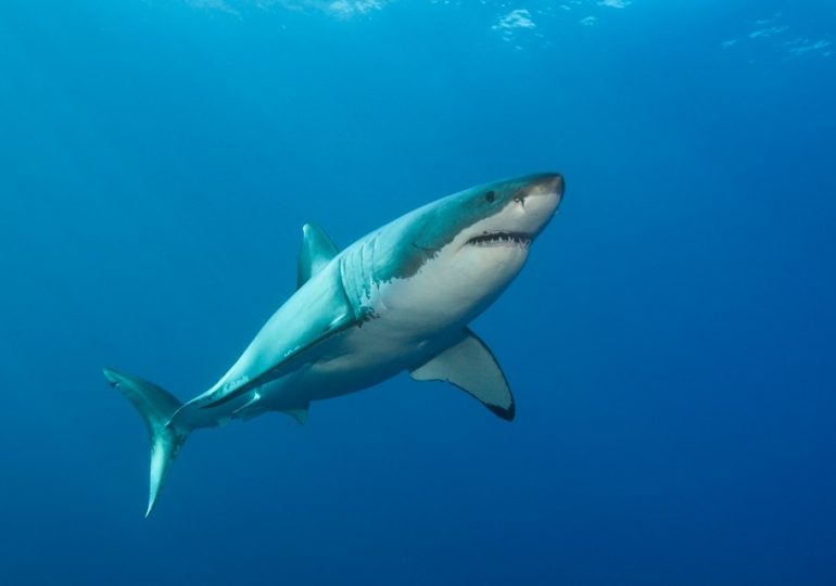 Boy, 14, fighting for life after being mauled by shark while fishing with ‘incredible’ friends who dragged him to safety